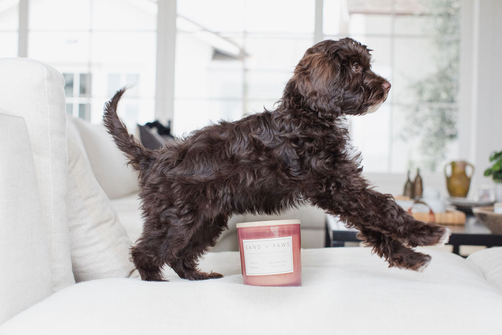 Sand + Paws Goji Berry 21 oz scented candle Premium