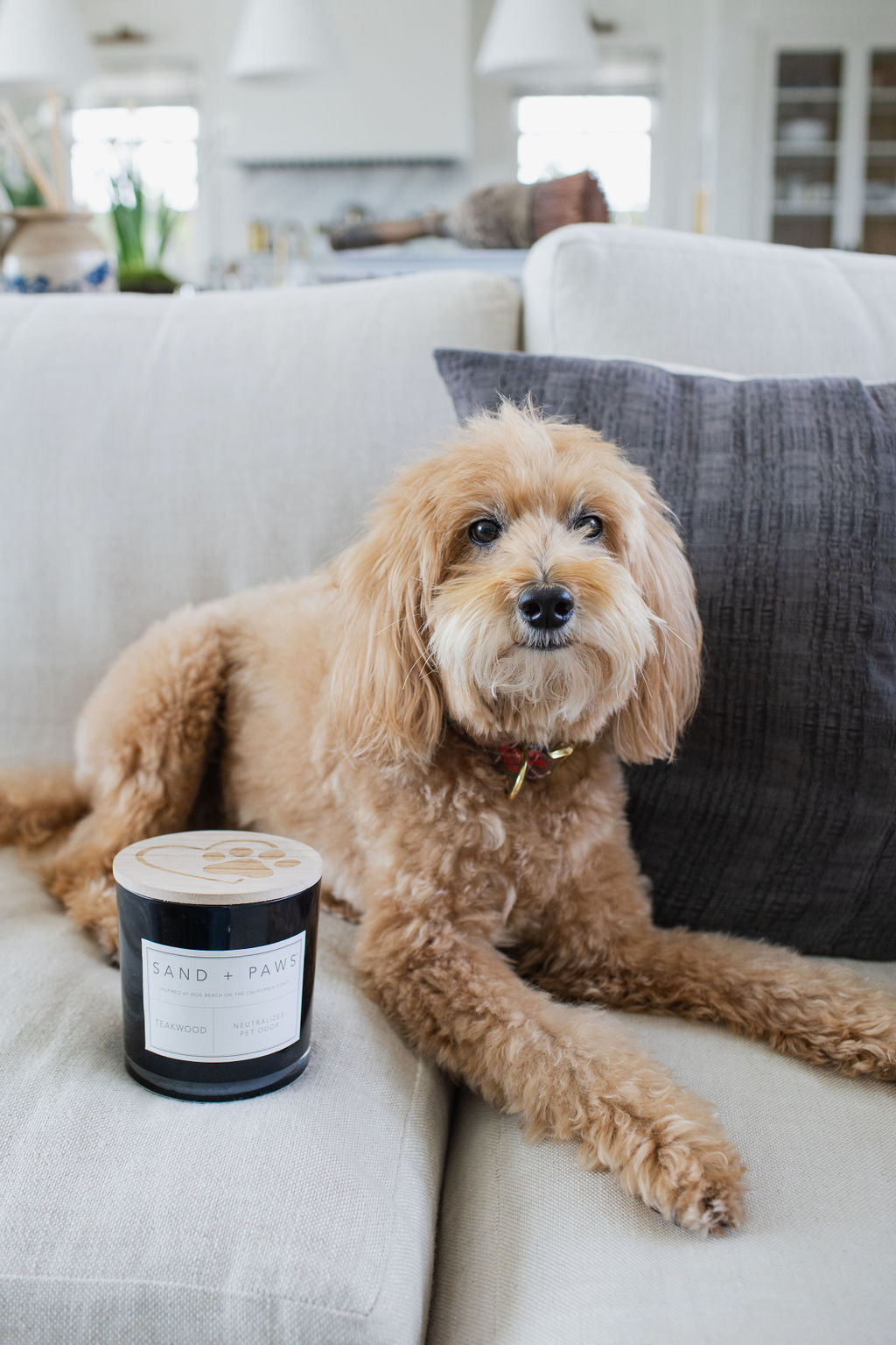 Sand + Paws Teakwood 21 oz scented candle Premium