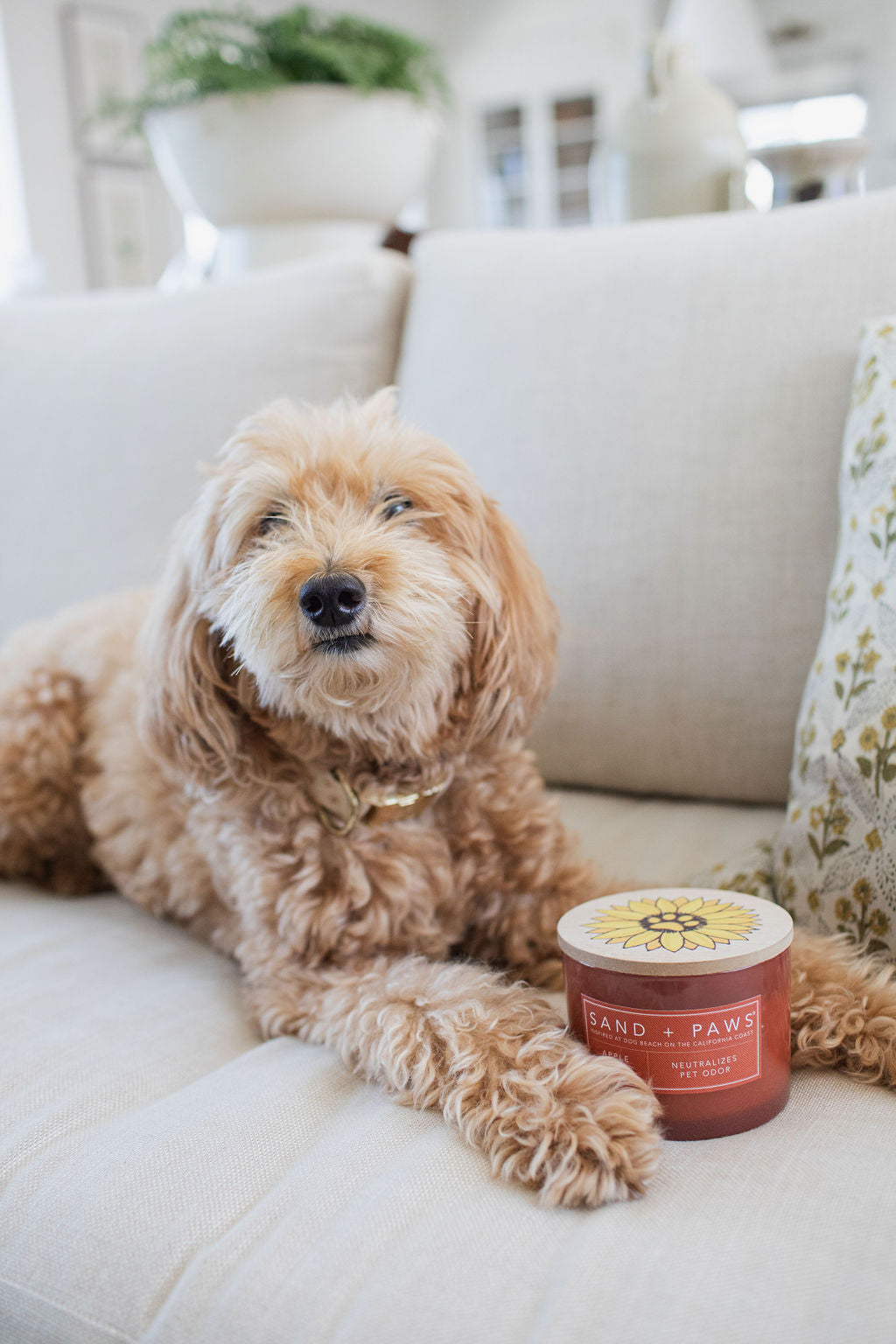 Sand + Paws Apple Spice 12 oz scented candle Premium