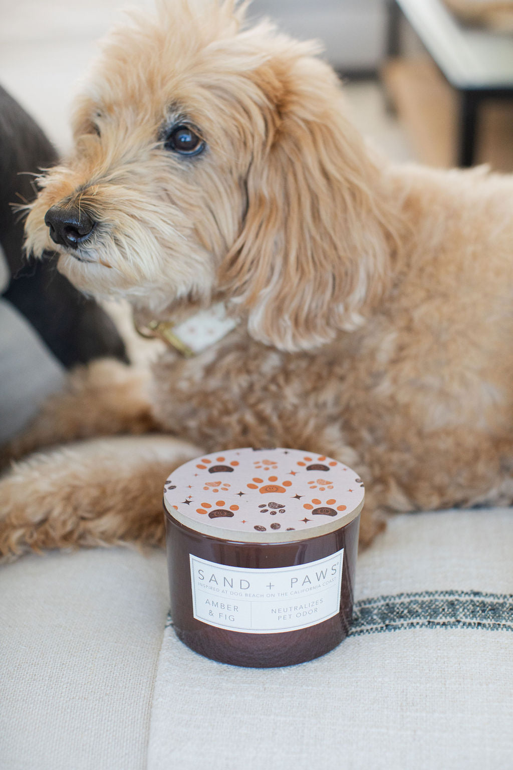 Sand + Paws Amber & Fig 12 oz scented candle Premium