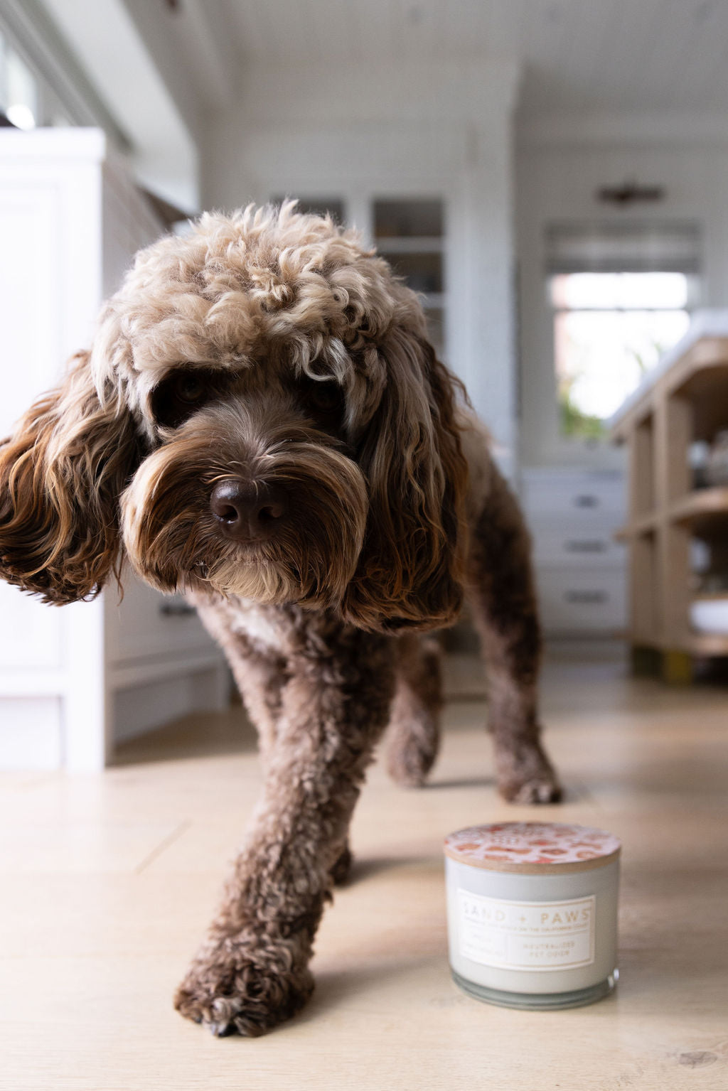 Sand + Paws Spiced Gingerbread 12 oz scented candle Premium