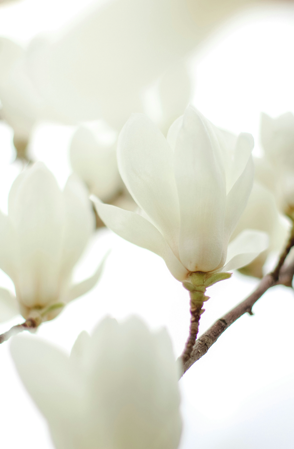 Ivory Bloom 50 ml Luxurious Perfume Oil Rollerball