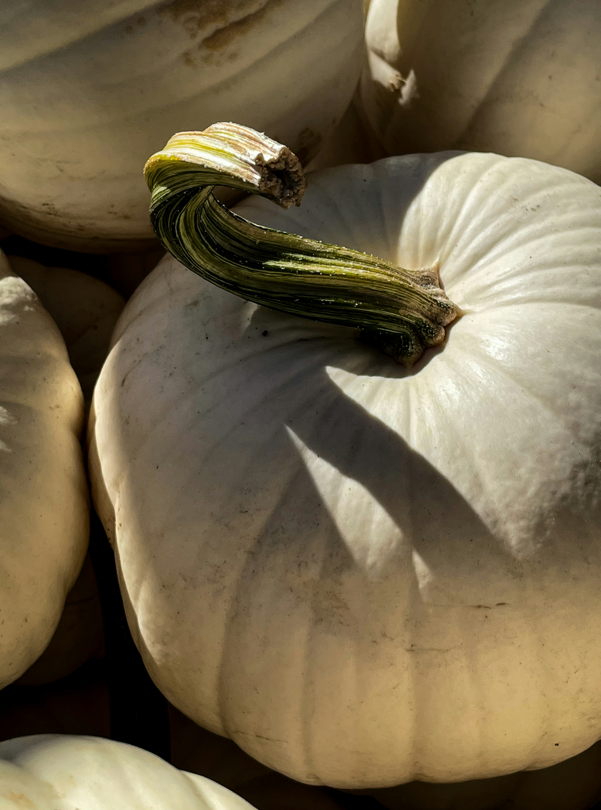 White Pumpkin 21 oz scented candle Premium