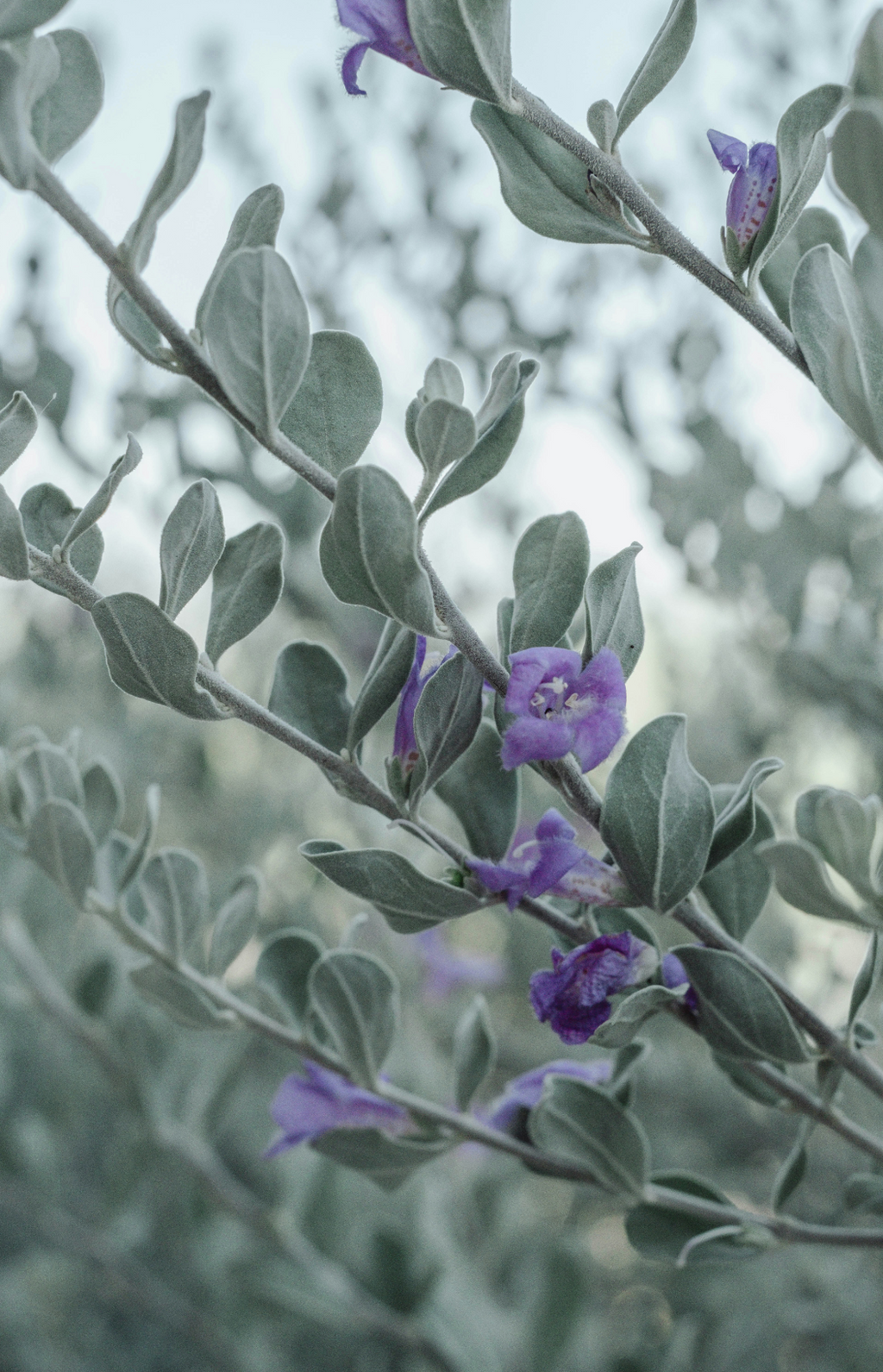 Eucalyptus & Lavender 100 ml Aromatic Reed Diffuser