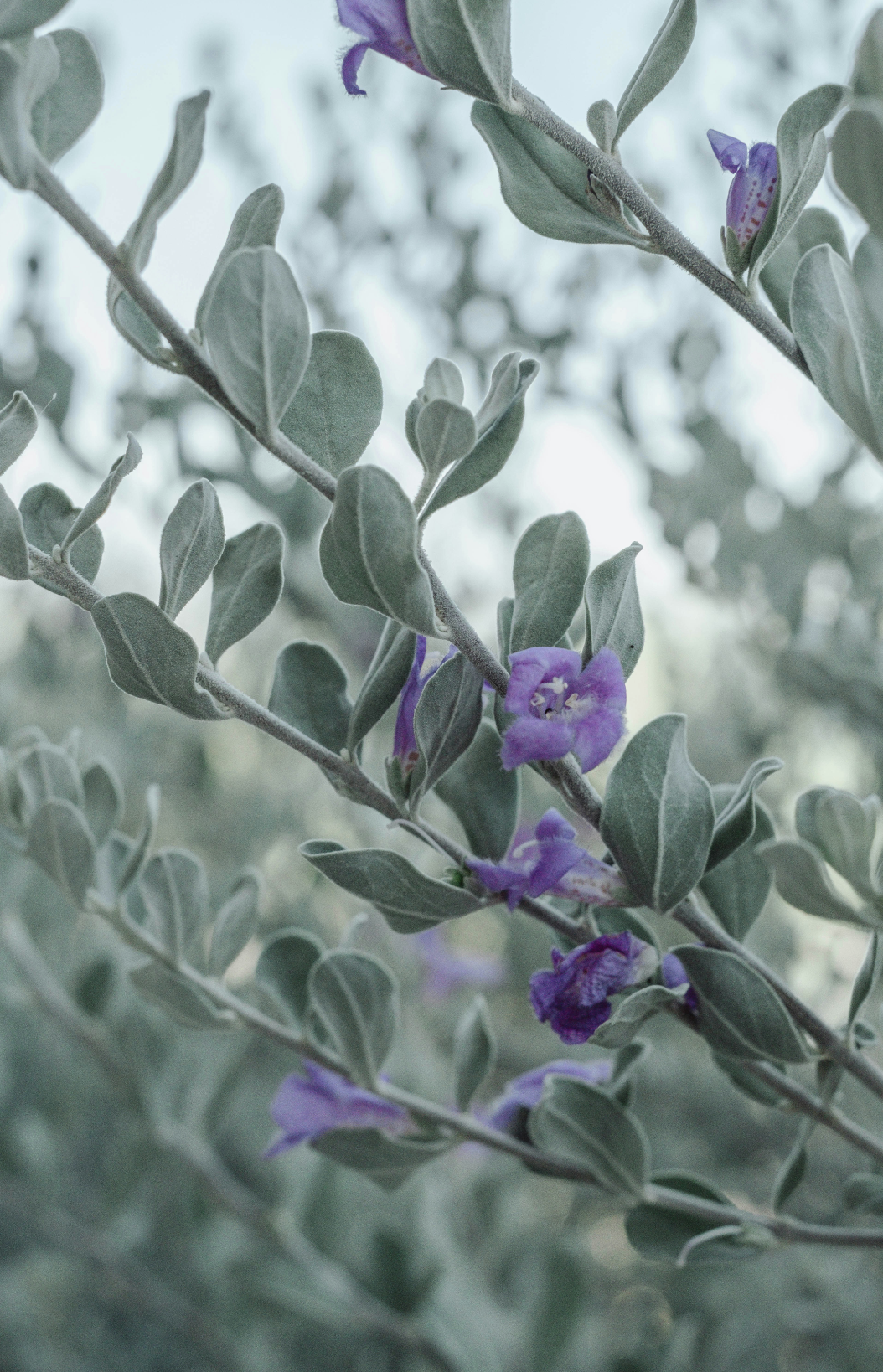 Eucalyptus & Lavender 12 oz scented candle Premium