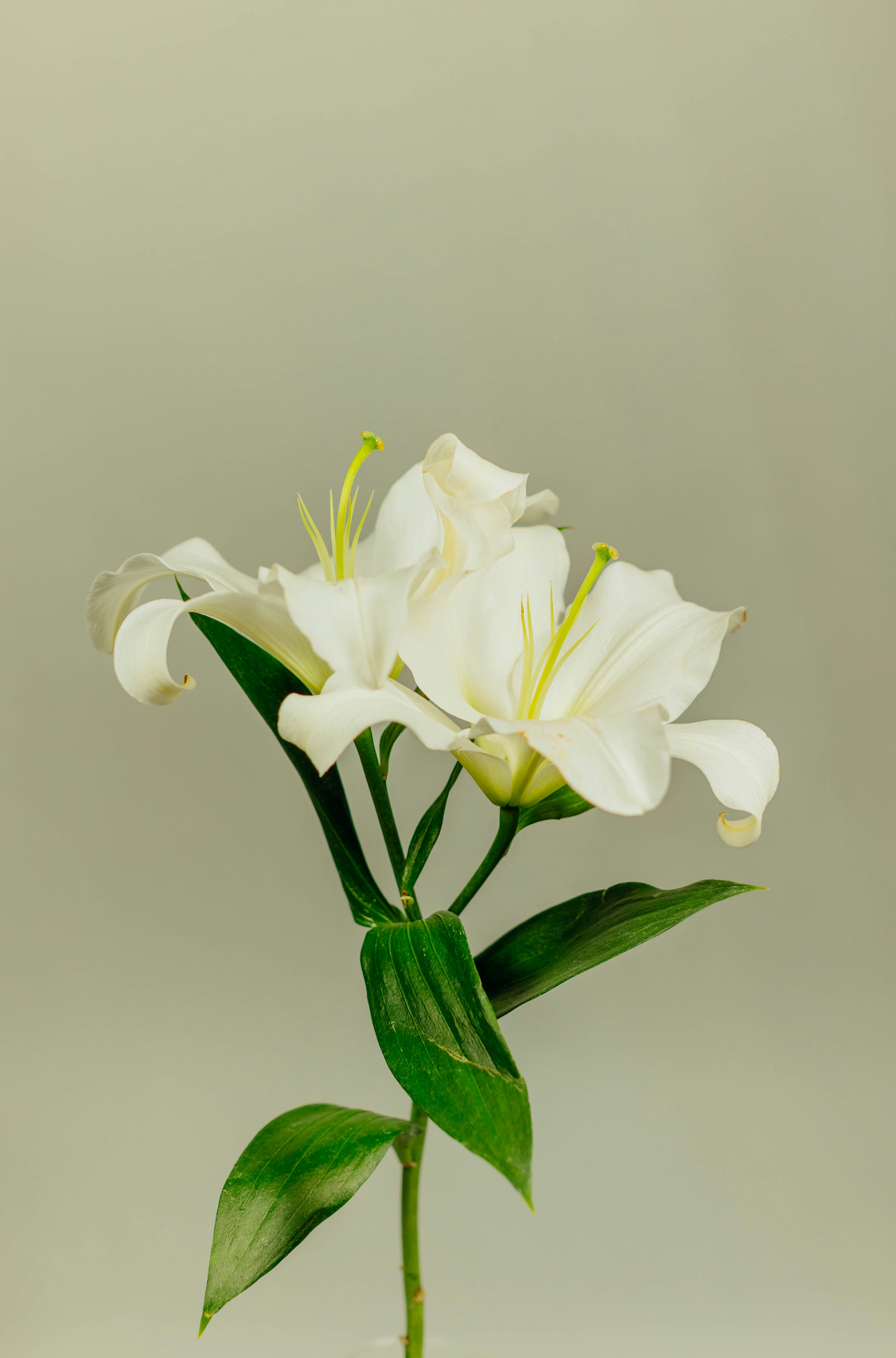 Gardenia 100 ml Refreshing Room Spray