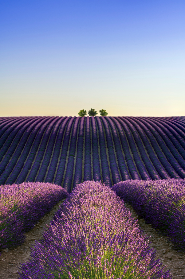 Provence Lavender & Woods 10 oz scented candle Premium
