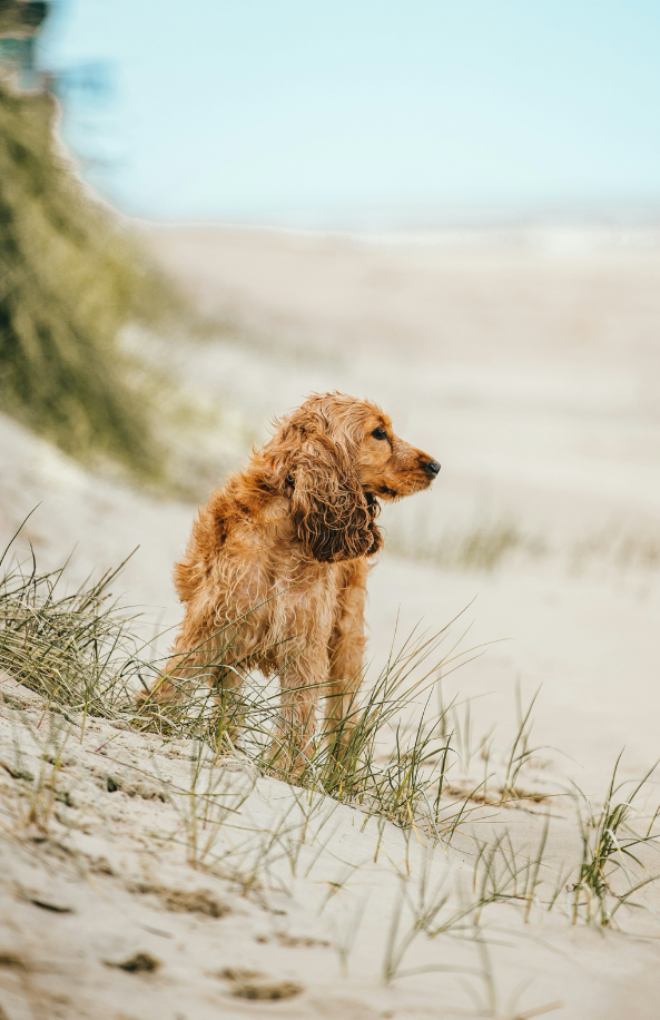 Sand + Paws Sun-n-Fun 12 oz scented candle Premium