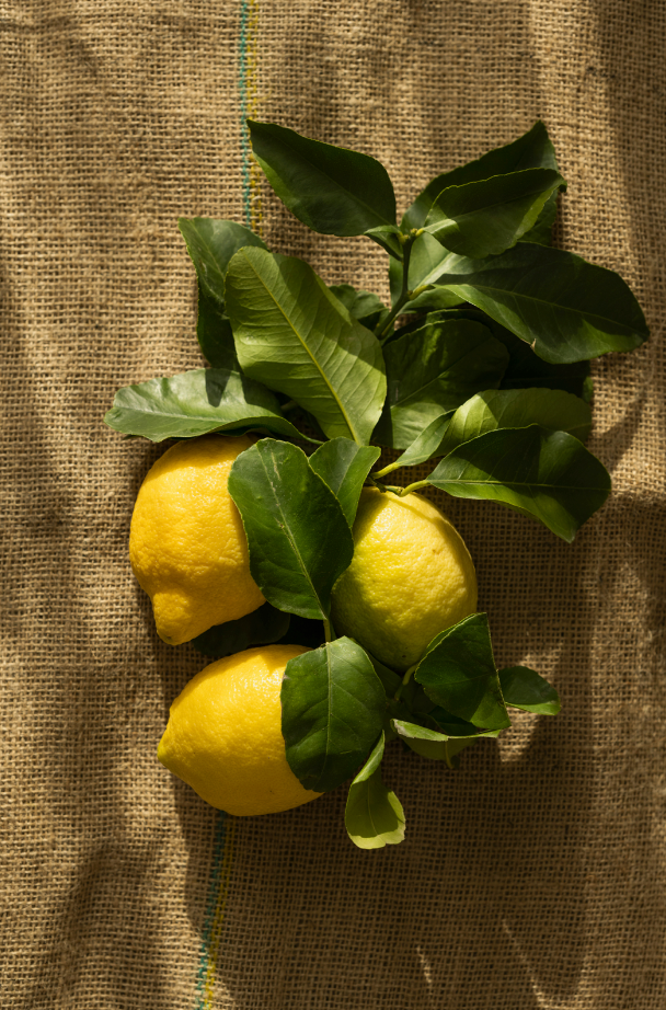 Olive Lemon 12 oz scented candle Premium