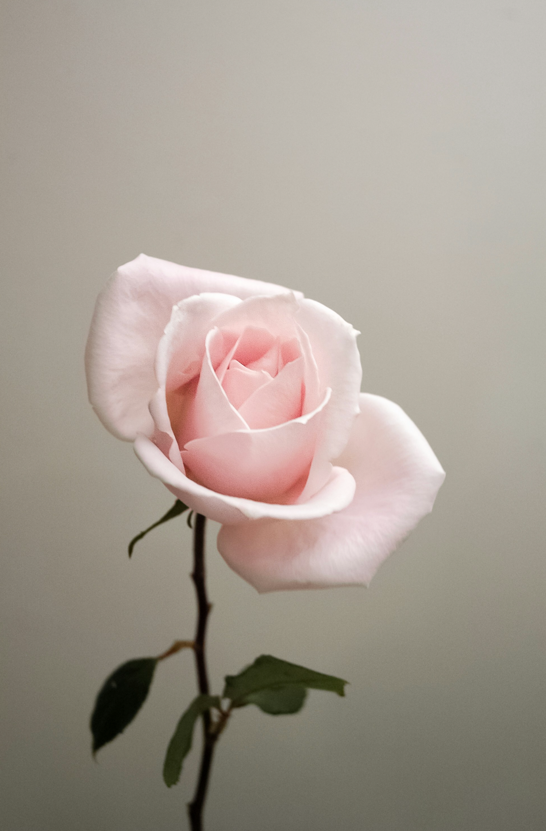 Sweet Rose 50 ml Luxurious Perfume Oil Dropper