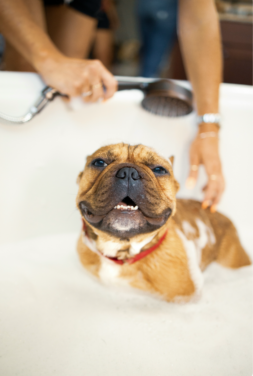 Sand + Paws Gentle Pet Shampoo & Conditioner - Oatmeal & Aloe