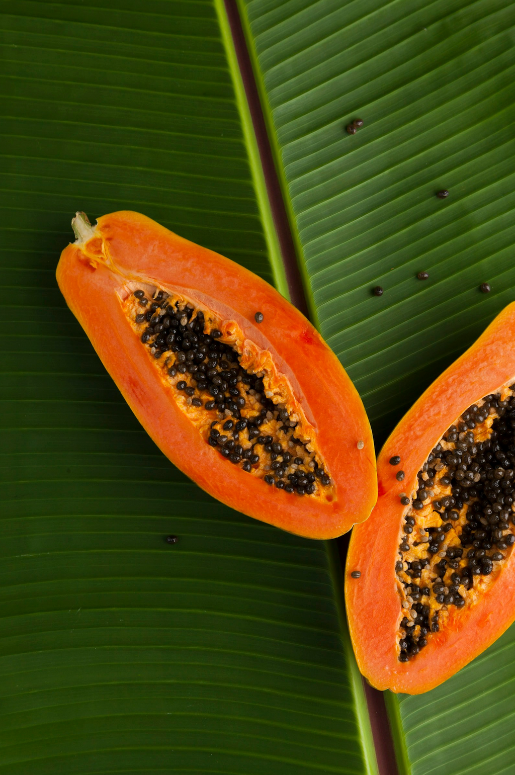 Island Papaya 12 oz scented candle Premium