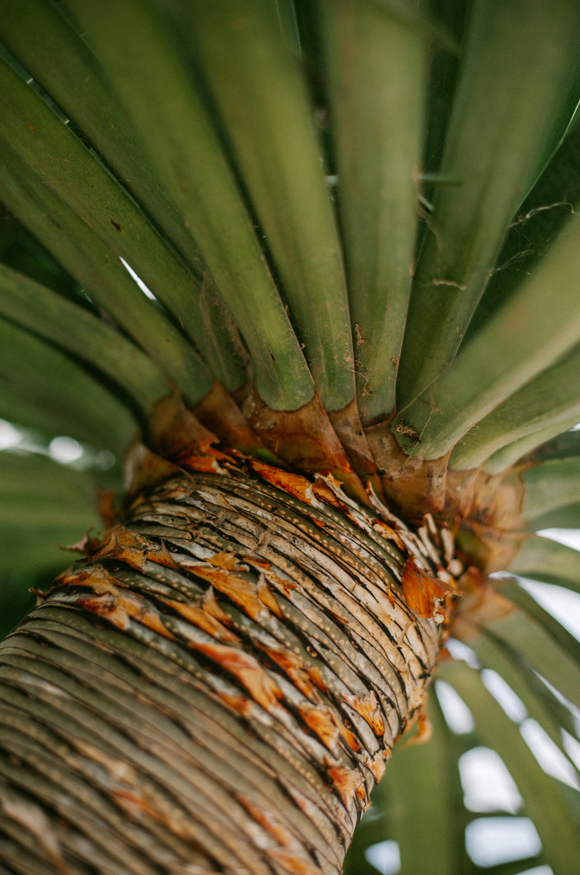 Driftwood & Pineapple 12 oz scented candle Premium