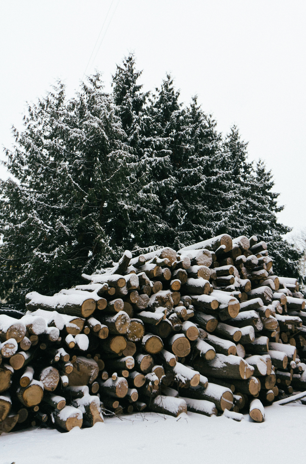 Firewood & Silver Fir 6 oz scented candle Premium