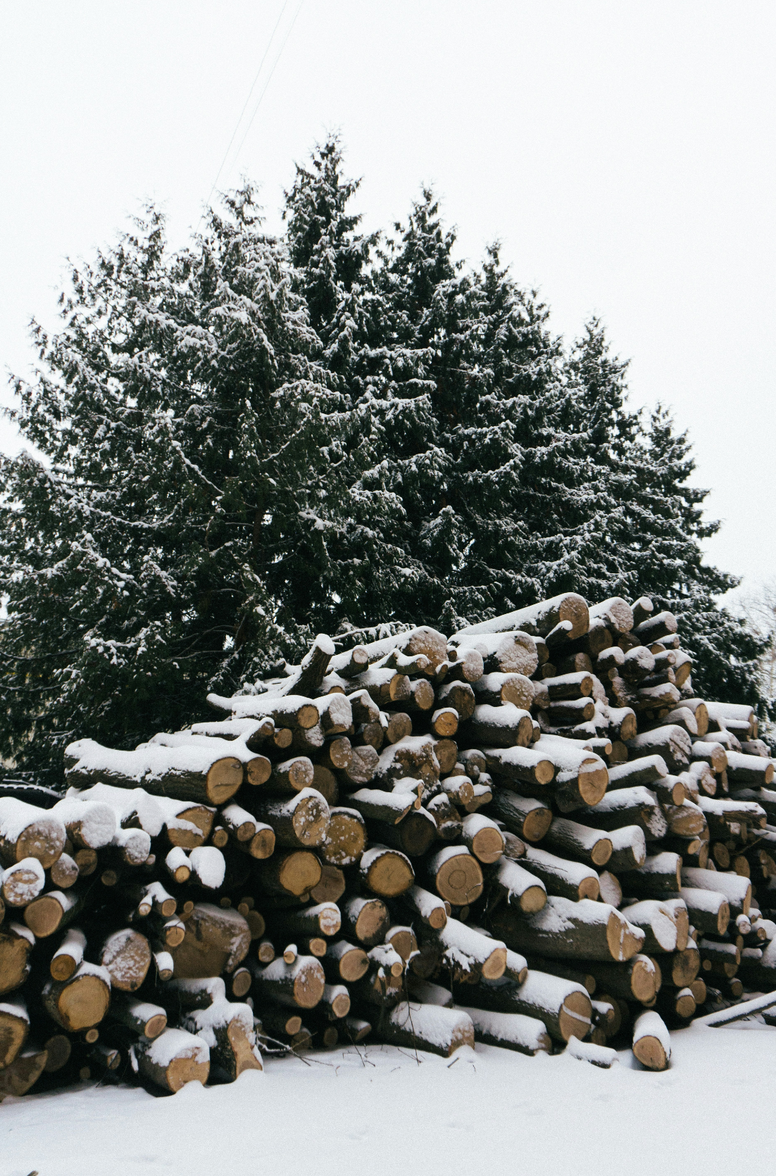 Firewood & Silver Fir 6 oz scented candle Premium
