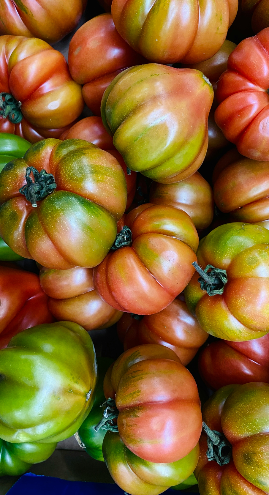 Sicilian Tomato 12 oz scented candle Premium