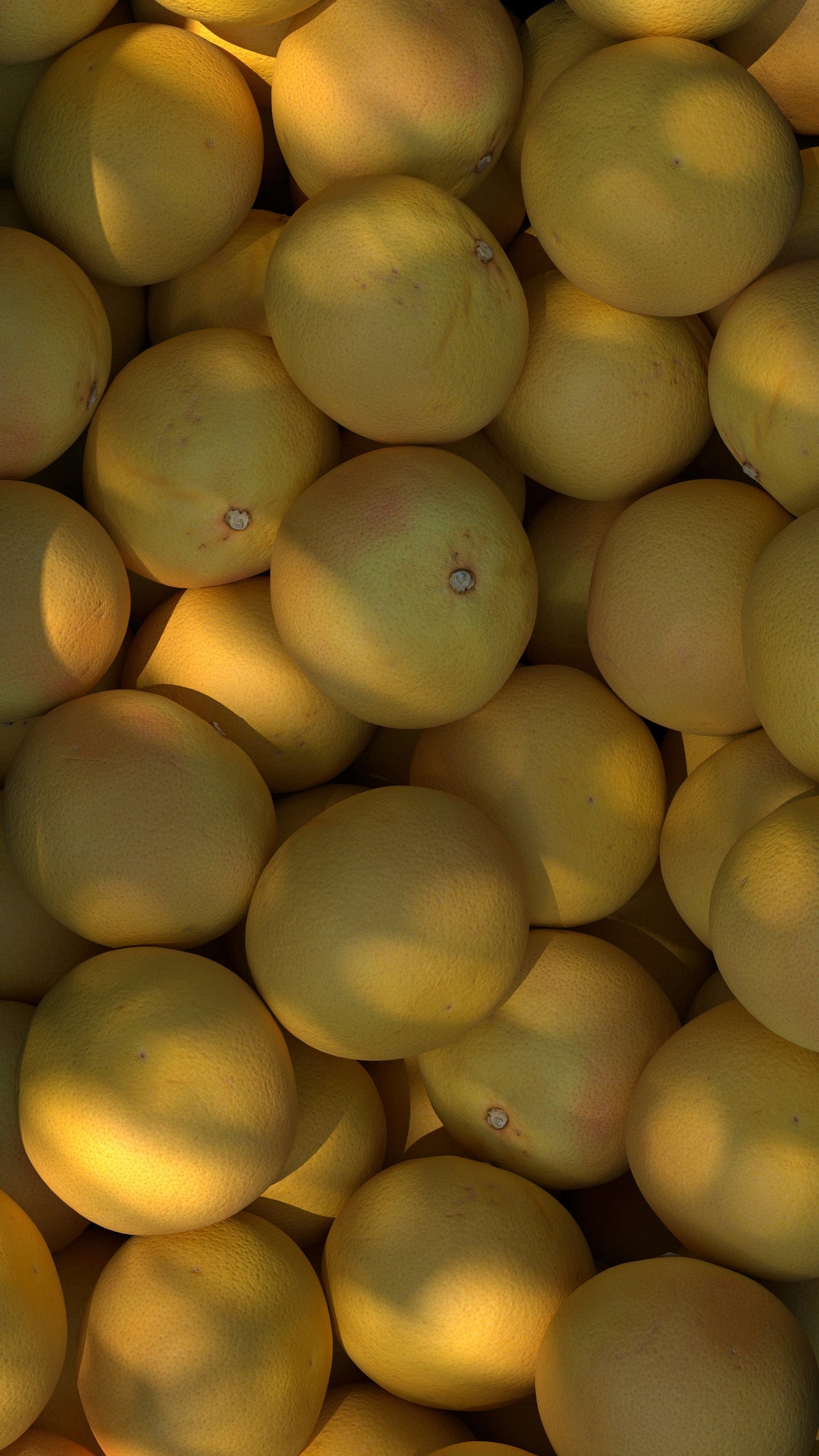 Sun Washed Citrus 12 oz scented candle Premium
