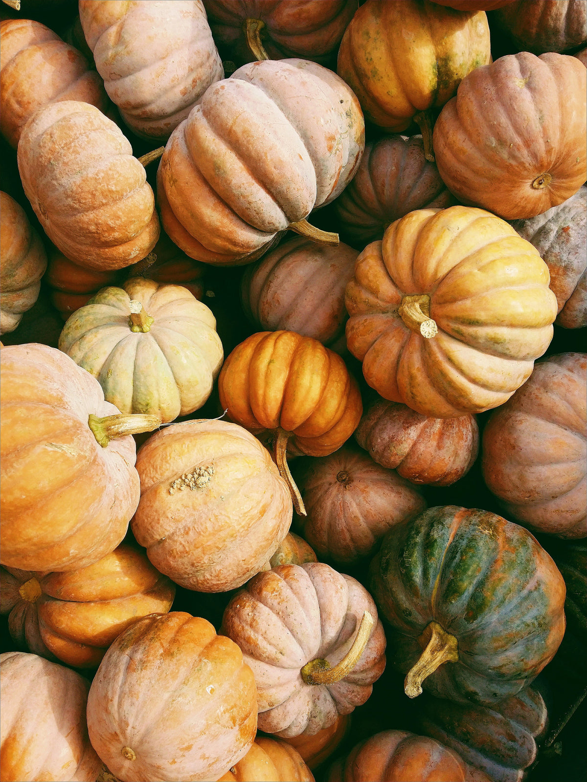 Pumpkin Harvest 15.2 oz Liquid Gentle Hand Soap
