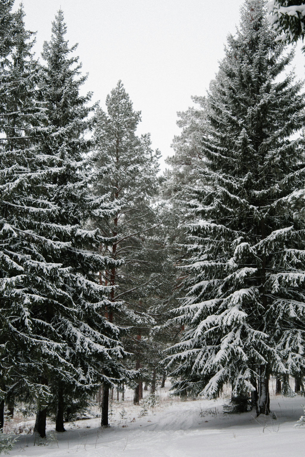 Winter Pine 12 oz scented candle Premium