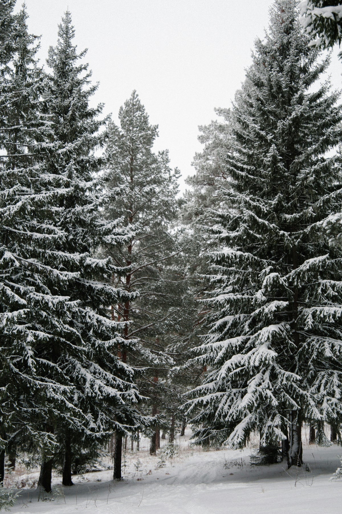 Winter Pine 12 oz scented candle Premium
